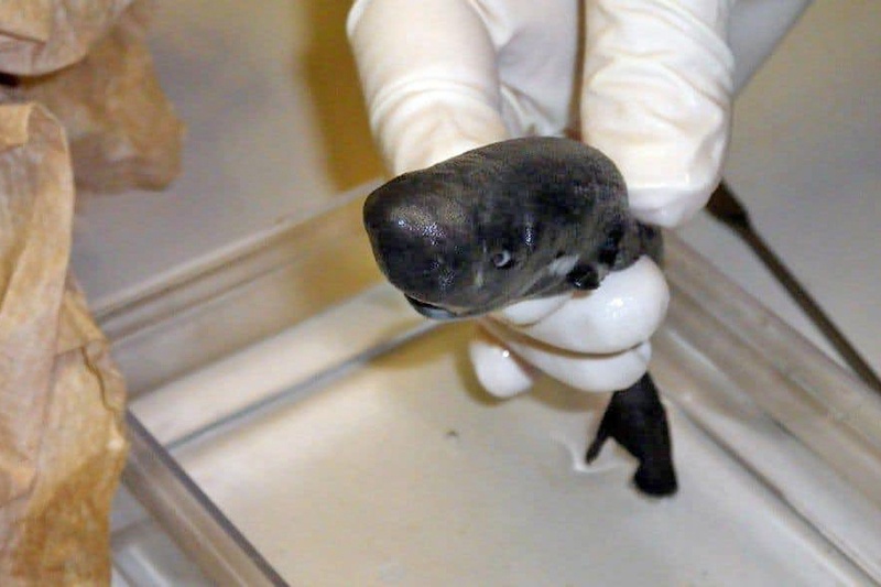 Cá mập túi - Loài cá mập mới siêu nhỏ ở Vịnh Mexico