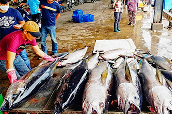 Chủ động khai thác, thu mua, chế biến và tiêu thụ cá ngừ theo chuỗi