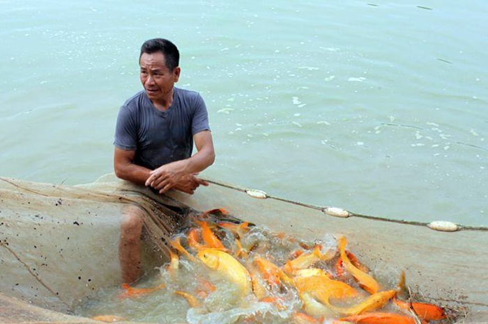 Hưng Yên: Giá thủy sản tăng, người nuôi phấn khởi