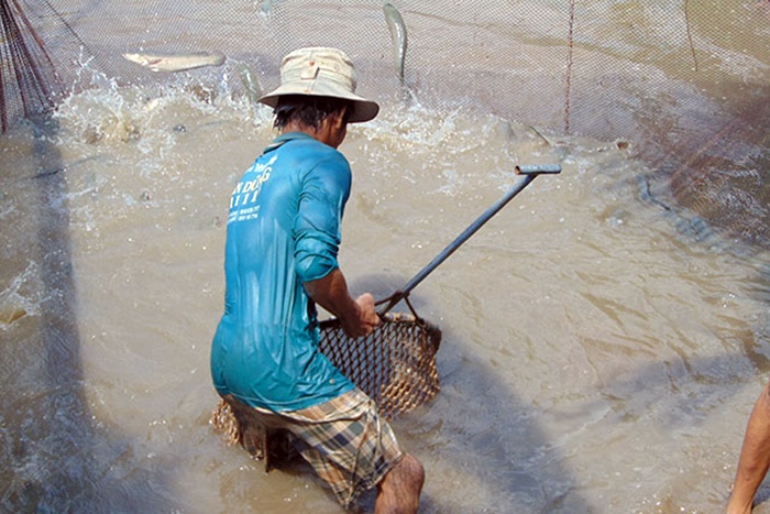 Giá cá lóc nuôi ổn định ở mức cao
