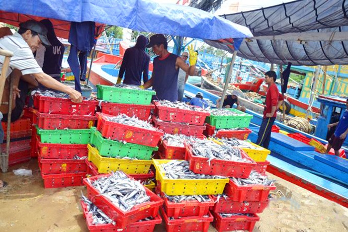 Truy xuất nguồn gốc thủy sản tại cảng cá: Vẫn khó kiểm soát