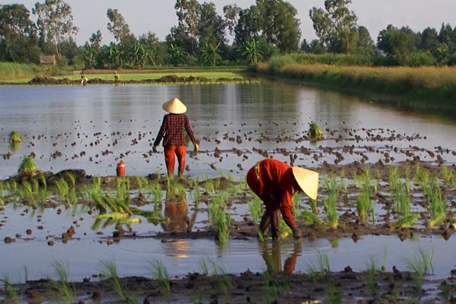 Cà Mau: Khởi động vụ lúa trên đất nuôi tôm