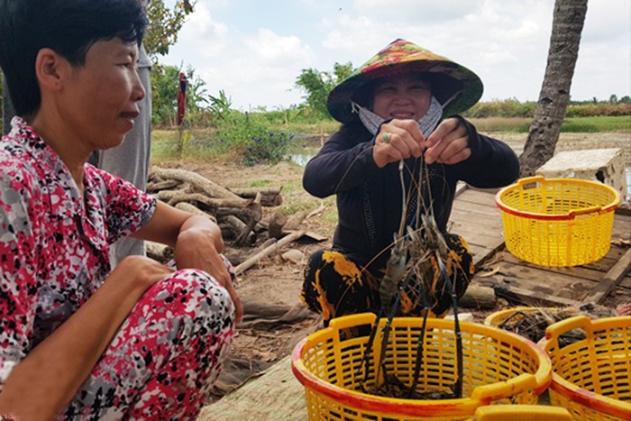 Bạc Liêu phát triển tôm sạch, lúa an toàn