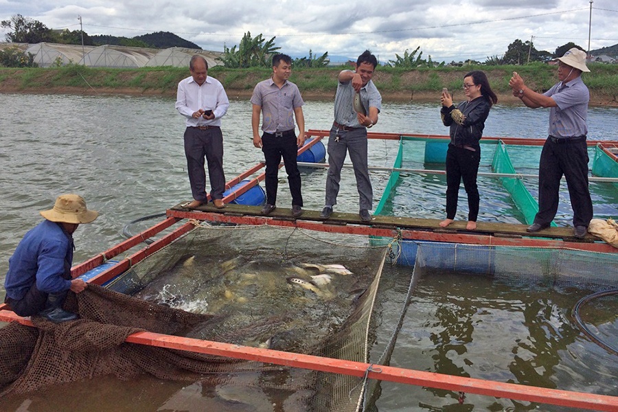 Đức Trọng - Lâm Đồng: Phát triển mô hình nuôi cá Thát Lát Cườm