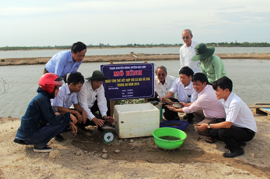 Nâng cao thu nhập từ mô hình nuôi tôm kết hợp với cá dìa và cua