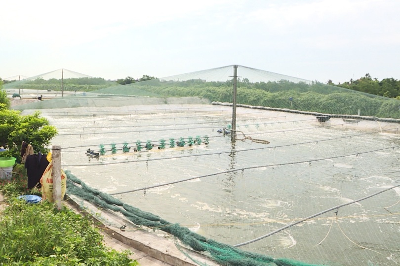 Thu lãi trên 600 triệu đồng từ nuôi tôm trong nhà bạt