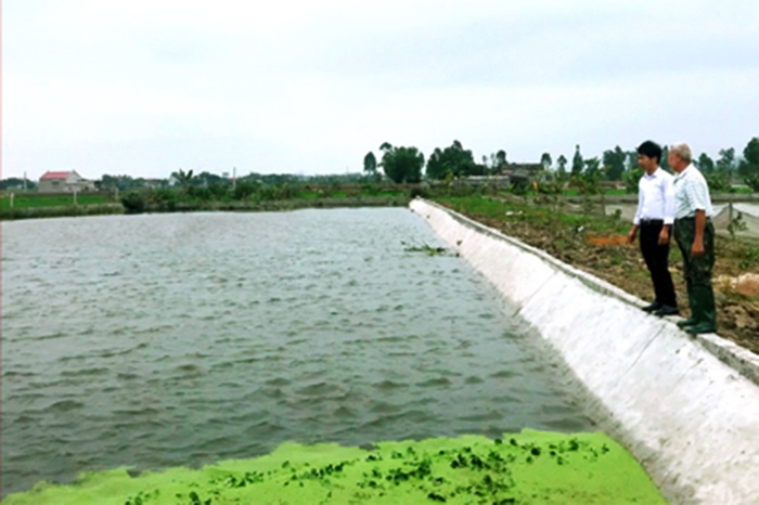 Yên Mô: Nuôi cá trên ao nổi cho hiệu quả kinh tế cao