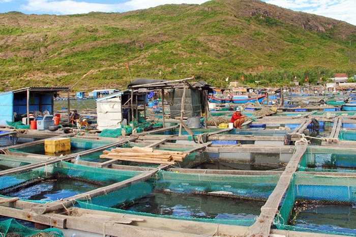 Nghề nuôi biển Quy Nhơn: Cần quy hoạch để phát triển bền vững