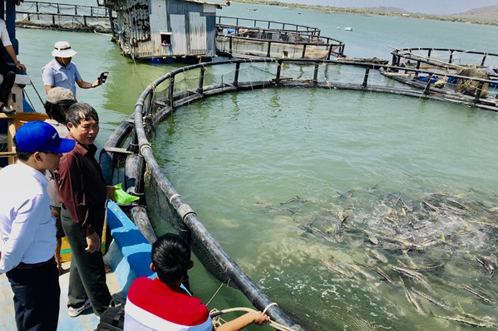 Bà Rịa - Vũng Tàu: Ứng dụng công nghệ trong nuôi cá lồng bè