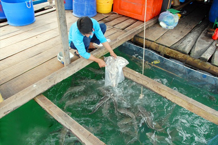 Phát triển nghề nuôi cá bớp biển tại Kiên Giang