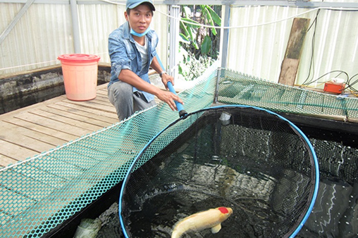 Chàng Trai Quảng Nam làm giàu nhờ trang trại nuôi cá koi