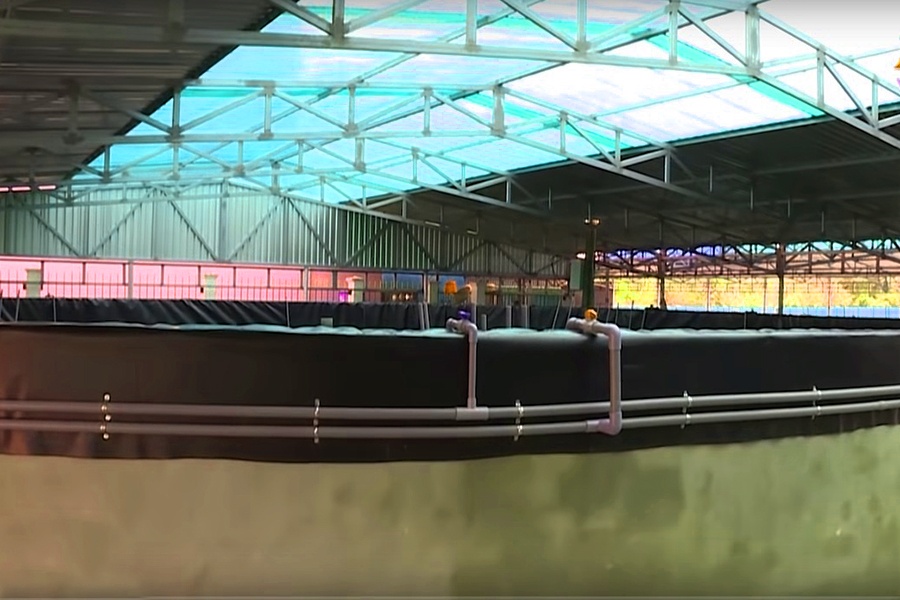 Nuôi cá lóc trong bể nổi