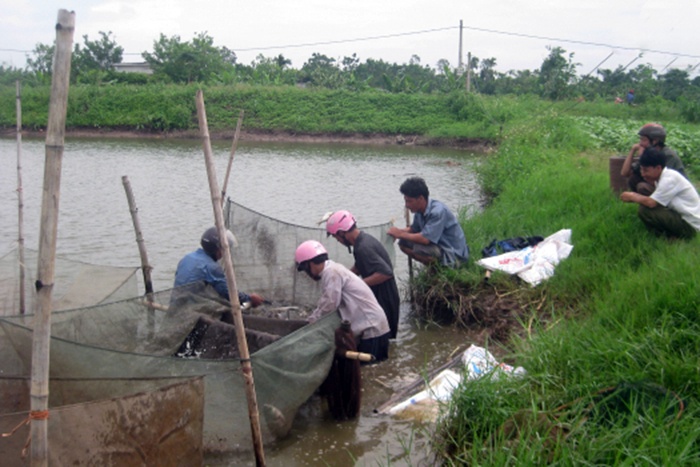 Thái Bình: Bảo vệ thủy sản nuôi  trước cơn bão số 2