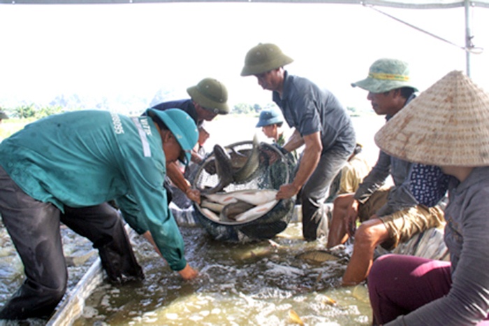 Nuôi trồng thủy sản- hướng đi hiệu quả của vùng đất khó Gia Minh