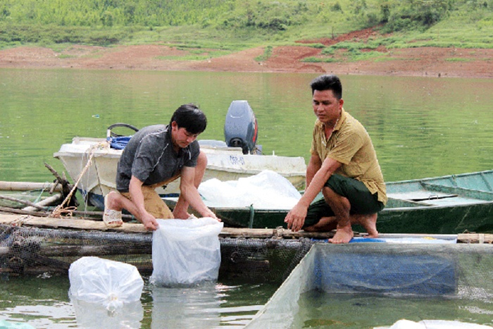 Triển khai mô hình nuôi cá tầm trong lồng bè