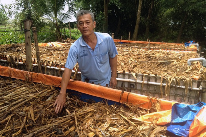 Lươn thương phẩm cháy hàng, người nuôi không còn để bán