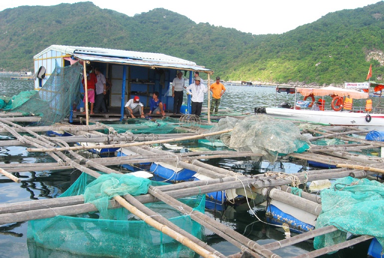 Nuôi thủy sản lồng bè Phú Yên: Chờ quy hoạch chi tiết