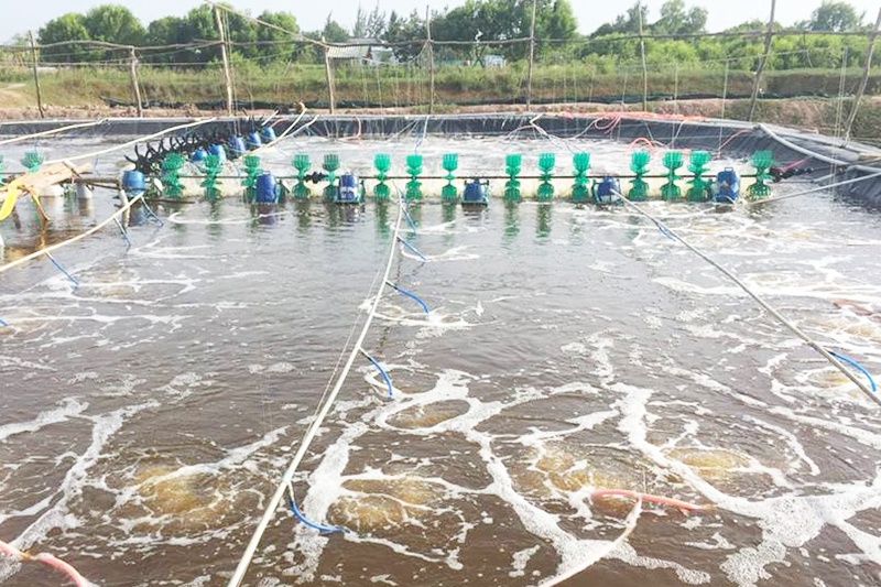 Tình hình nuôi trồng thủy sản tỉnh Nghệ An