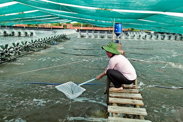 Xây dựng thương hiệu tôm - cần nhưng không dễ