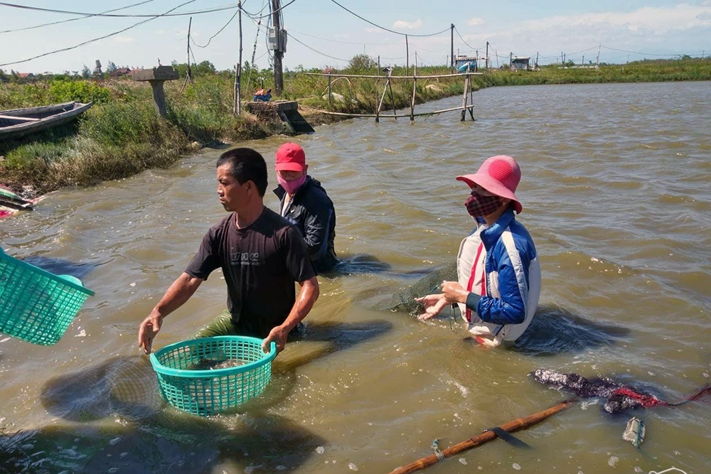 Thừa Thiên Huế: Nắng nóng, tôm cá chết hàng loạt