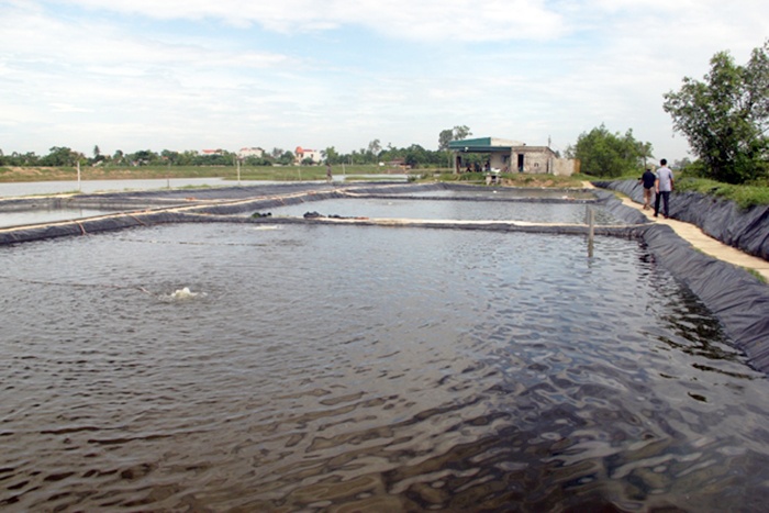 Biến bãi lầy ven sông thành vùng nuôi trồng thủy sản hiệu quả