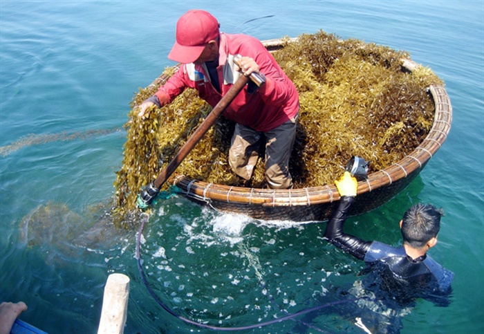 Phòng trị bệnh đốm trắng nội tạng trên cá lóc từ rong mơ