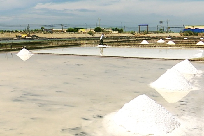 Toàn tỉnh Ninh Thuận có 2.500 ha sản xuất muối