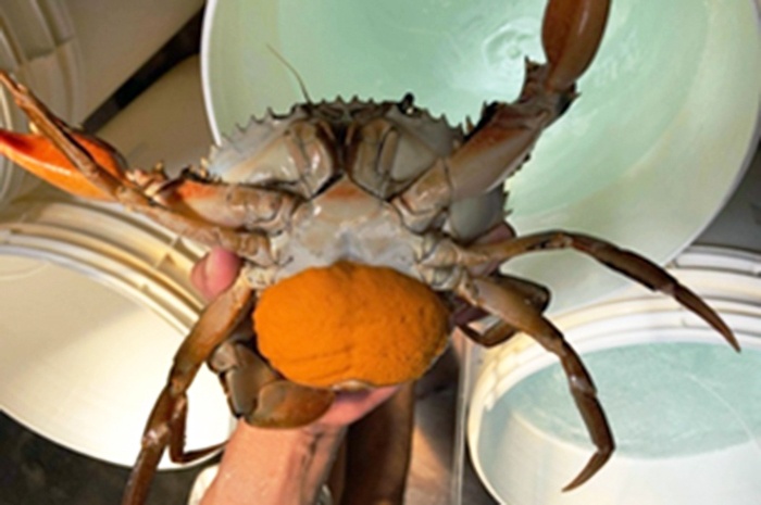 Hồ Chí Minh: Thử nghiệm nuôi cua giống sinh sản nhân tạo 02 giai đoạn