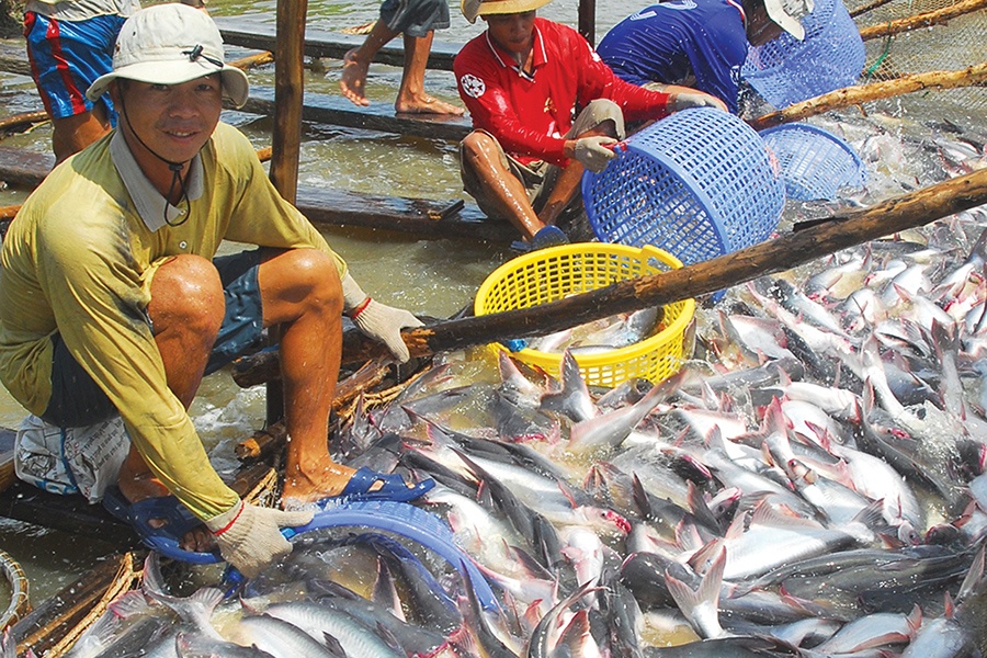 Nguy cơ “mất kiểm soát” của ngành hàng cá tra