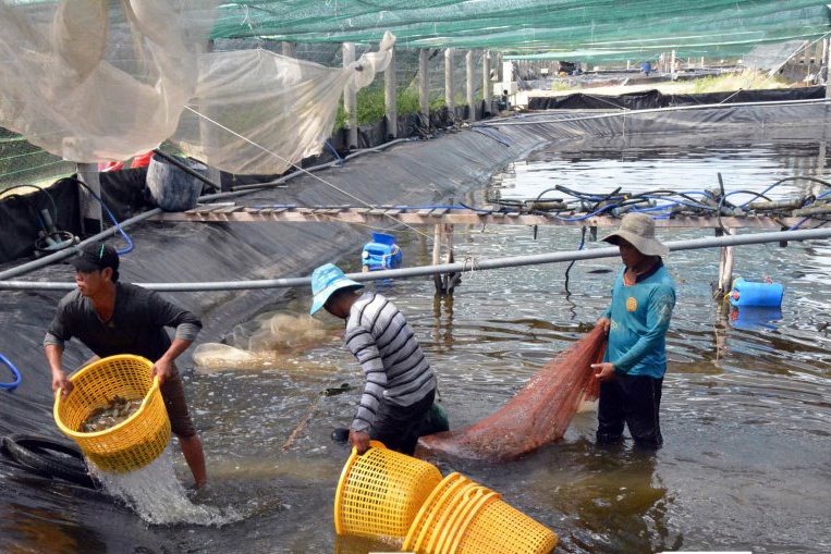 Tôm rớt giá: Cần chọn lựa phương án thu hoạch tôm phù hợp