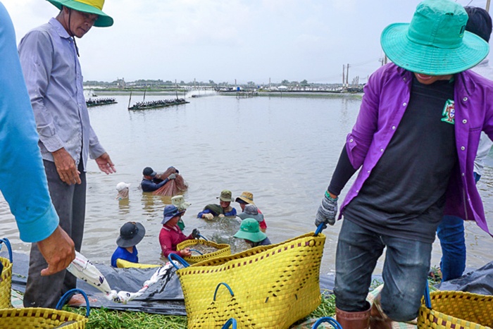Vụ tôm 2019 – Vẫn chưa hết cơ hội