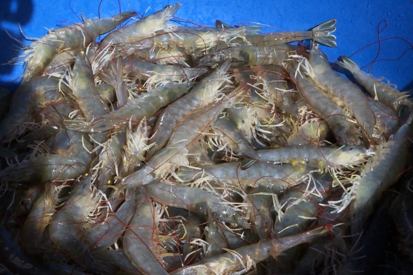 Lợi thế nhờ nuôi tôm trong nhà bạt