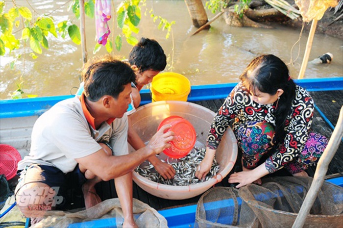 Cá linh non khan hiếm, giá 230.000 đồng/kg