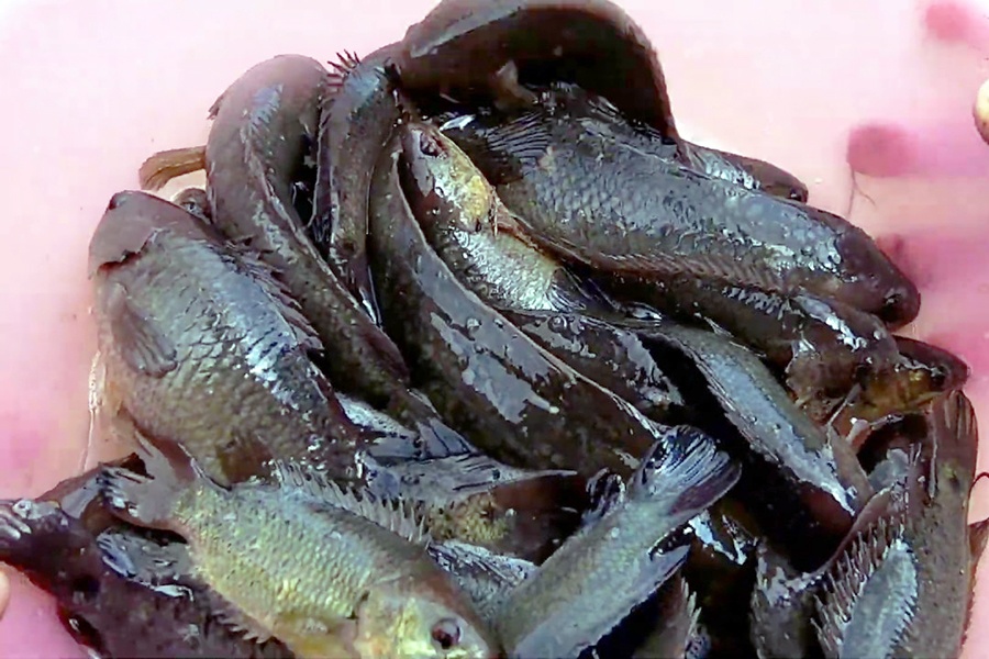 Chế độ dinh dưỡng thích hợp cho cá rô đồng