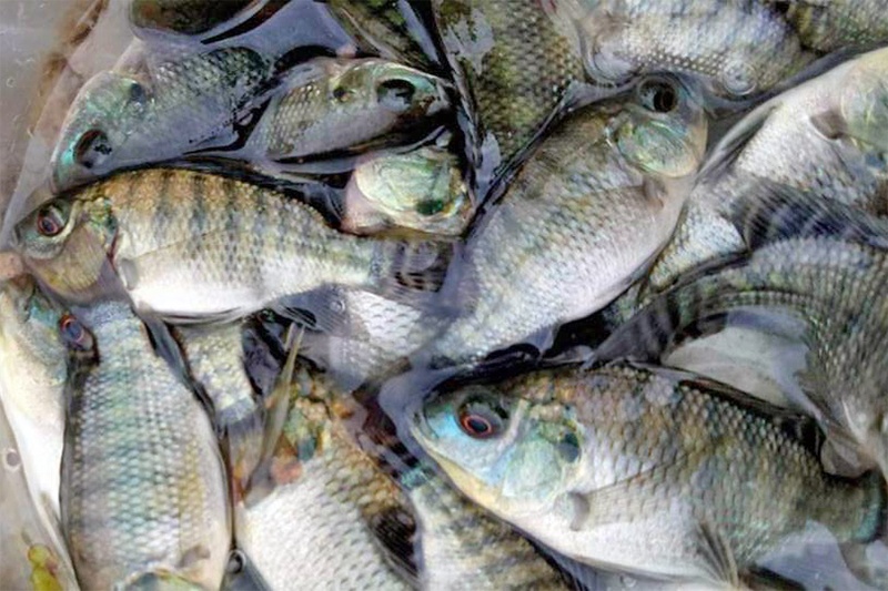 Phòng và trị một số bệnh trên cá rô phi nuôi theo tiêu chuẩn VietGAP