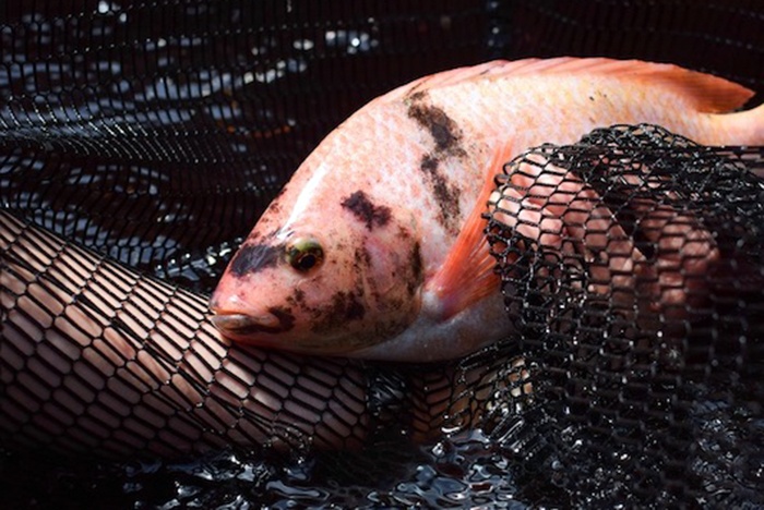 Thức ăn cho cá được chiết xuất từ gỗ