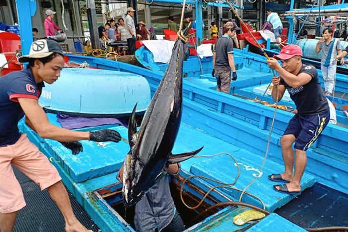 Cá ngừ đạt tiêu chuẩn trên 90% nhờ chuỗi liên kết