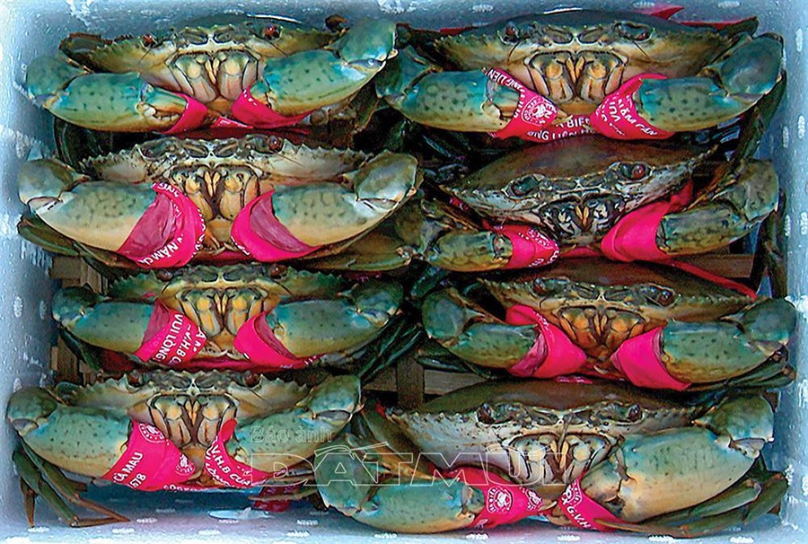 HTX góp phần phát triển thương hiệu cua biển Năm Căn