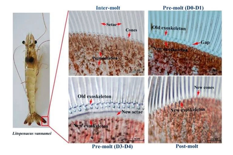 Các giai đoạn khác nhau của quá trình lột xác trên tôm thẻ