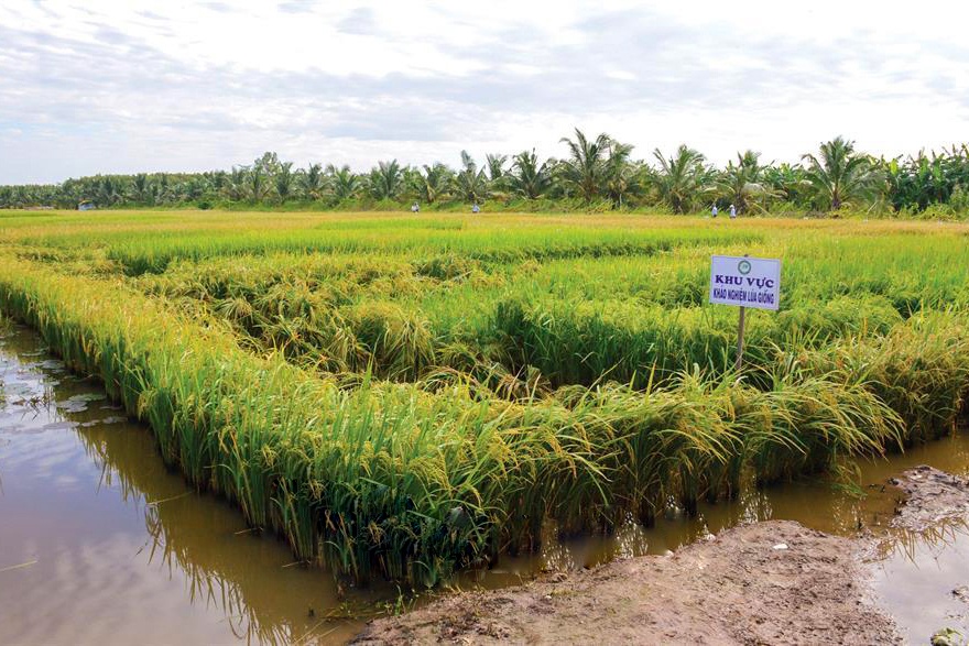 Quy định mới về Nuôi trồng thủy sản kết hợp trồng lúa