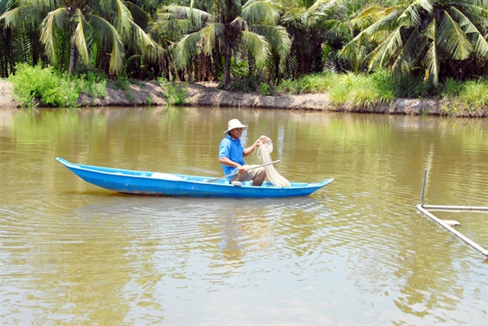 Nuôi cá bông lau trong ao đất