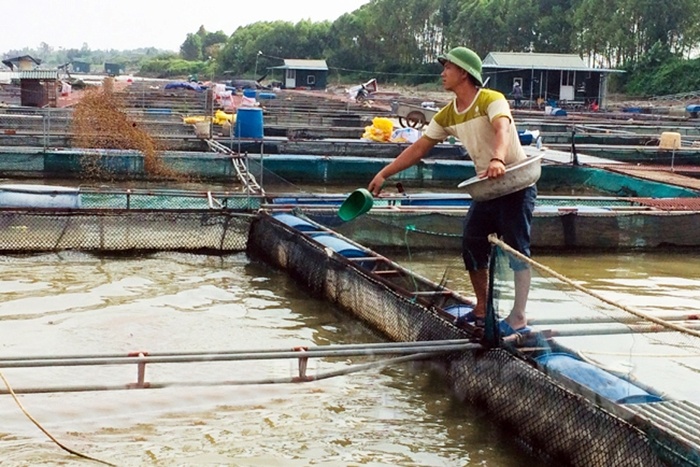 Giảm lượng thức ăn cho cá lồng