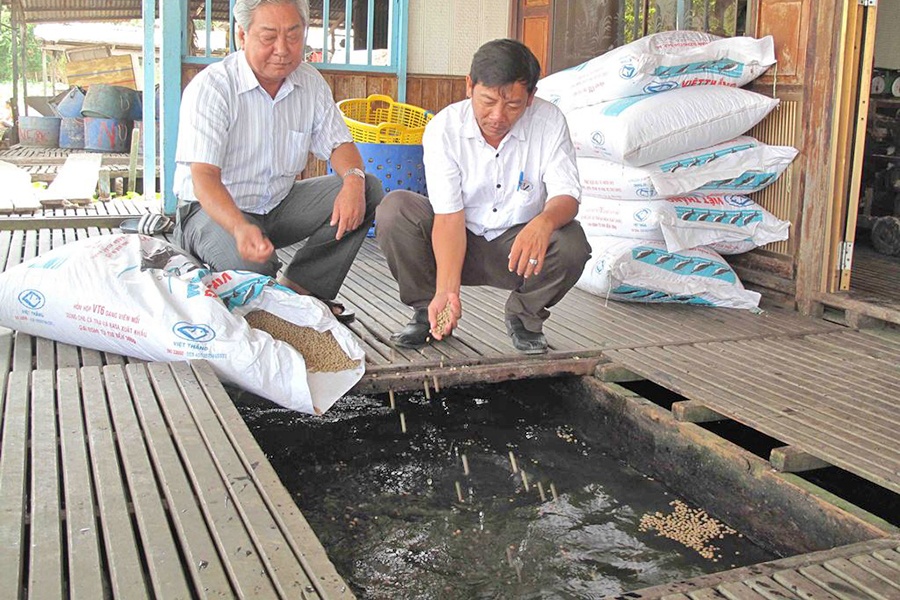 Bài học từ cá tra: Đa dạng hóa loài cá nuôi để giảm rủi ro thị trường