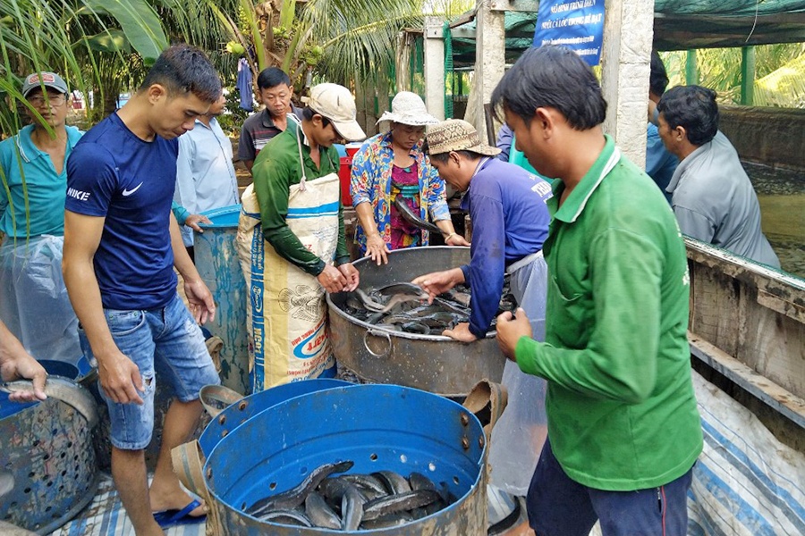 Mô hình nuôi cá lóc trong bể bạt hiệu quả ở An Giang