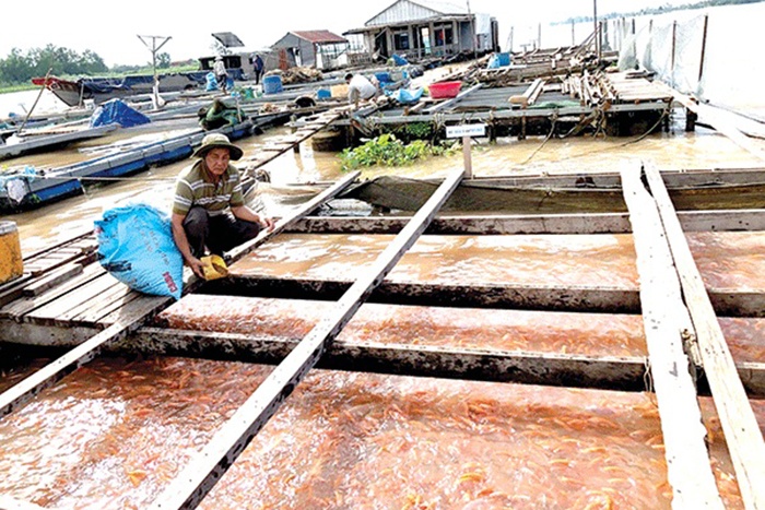 Làm giàu với nghề nuôi cá bè