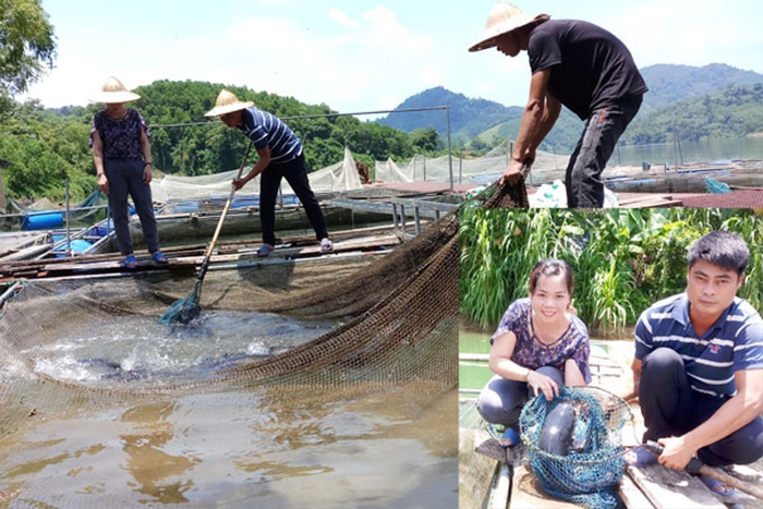 Chiêm Hóa phát triển nghề cá lồng trên sông Gâm