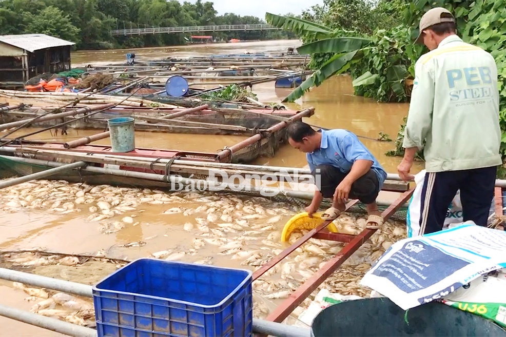 600 tấn cá bè trên sông Đồng Nai bị lũ cuốn trôi