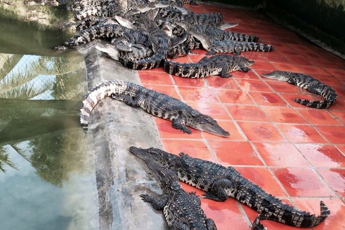 Bạc Liêu: Cá sấu tắc đầu ra