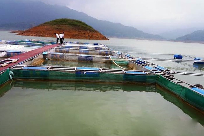 Hướng đi mới cho nghề nuôi cá lồng ở huyện Thường Xuân
