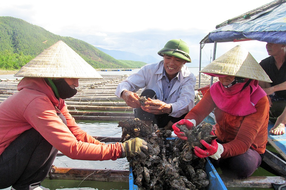 Hà Tĩnh: Nuôi hàu dưới chân núi Cầu Vọng